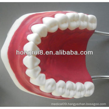 New Style Medical Dental Care Model,tooth plastic model